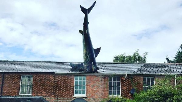 Foto: Ikan Hiu Nancep di Genteng