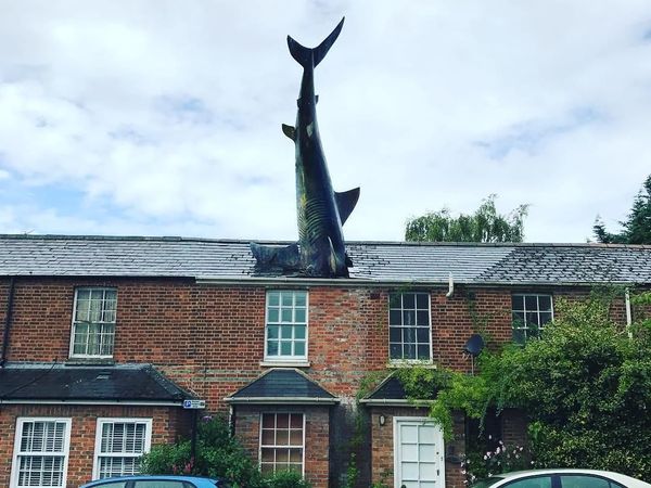 Foto: Ikan Hiu Nancep di Genteng