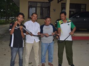 Warga di Gorontalo Tangkap King Cobra yang Makan Hewan Peliharaan
