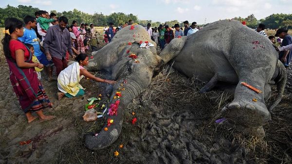Foto: Momen Sedih Saat Warga Taburkan Bunga Terakhir ke Gajah Mati