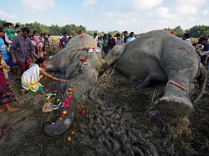 Foto: Momen Sedih Saat Warga Taburkan Bunga Terakhir ke Gajah Mati