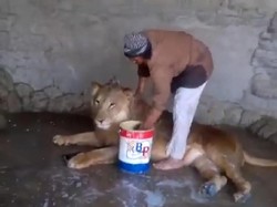 Bak Ayah ke Anak, Pria Ini dengan Santai Mandikan Singa