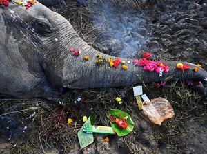 Foto: Haru Pemakaman 2 Gajah di India yang Mati Disetrum