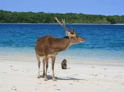 Asyik! Ujung Kulon Sudah Buka untuk Wisatawan