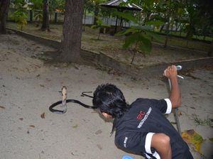 Foto: Aksi Warga di Gorontalo Berhadapan dengan King Kobra