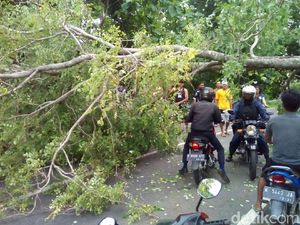 Pohon Tumbang, Arus Lalin Pati-Purwodadi Sempat Tersendat