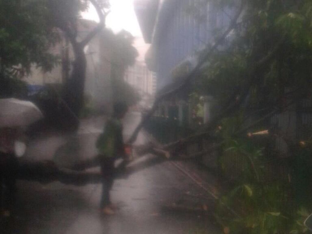 Hujan Lebat Disertai Angin, 2 Pohon Tumbang di Cawang dan Juanda