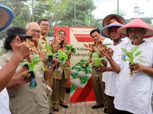 Panen Tanaman Hidroponik di Tengah Kota