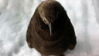 Foto: Lucunya, Bayi Penguin Menetas di Singapura Setelah 10 Tahun