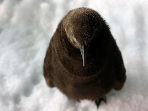 Foto: Lucunya, Bayi Penguin Menetas di Singapura Setelah 10 Tahun