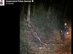 Ular Sanca Panjang yang Blokir Jalanan Queensland Populer di Medsos