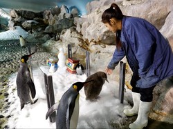 Taman Burung Jurong di Singapura Pamit Usai 50 Tahun Beroperasi