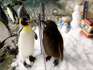 Lucunya Penguin Raksasa di Jurong Bird Park
