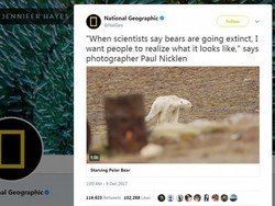 Beruang Kutub Sekarat karena Kelaparan Kejutkan Netizen Dunia