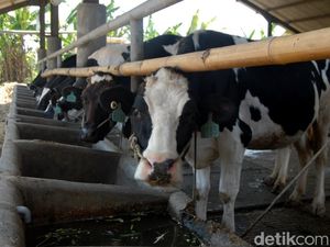 Lindungi Peternak Susu Lokal, Begini Langkah Mentan