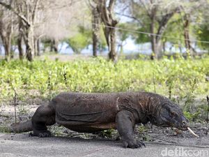 JK soal Rencana Penutupan TN Komodo: Intinya Rusa Butuh Makan