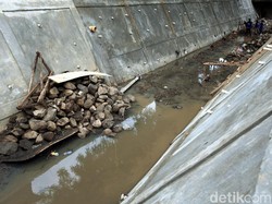 Hati-hati Selokan Mampet Jadi Sarang Nyamuk, Bagaimana Cara Atasinya?