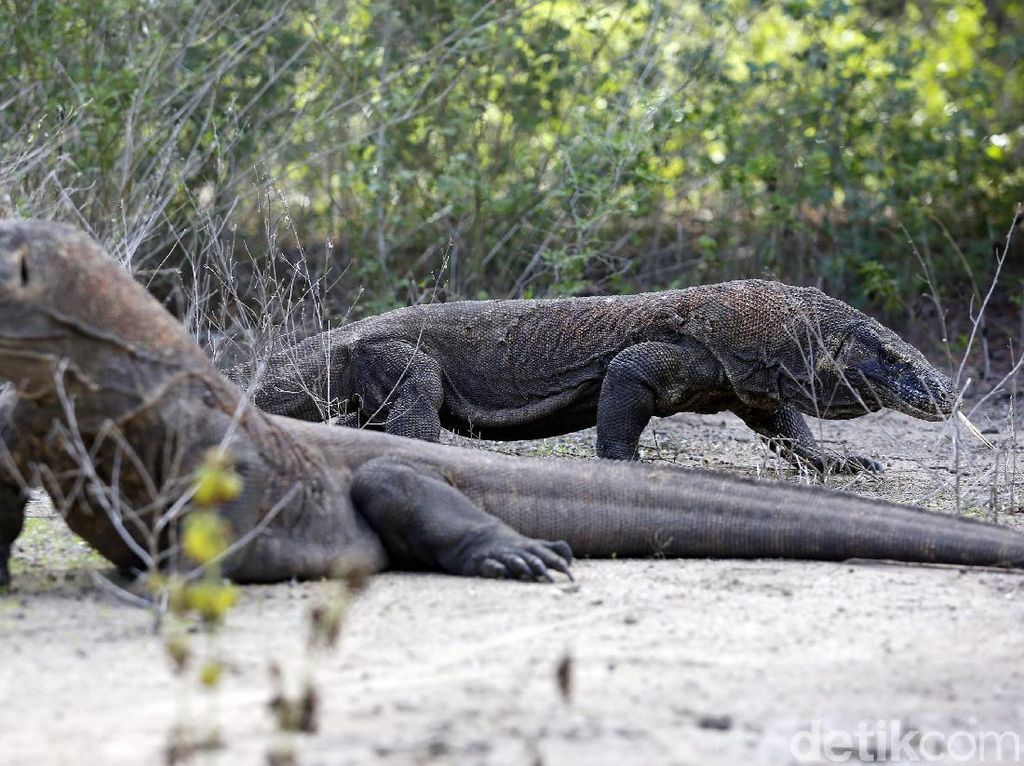 Taman Nasional Komodo Tutup Sementara Taman Nasional Komodo Tutup Sementara