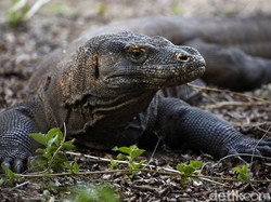 Tujuan di Balik Penutupan Taman Nasional Komodo