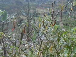 Agar Masalah Klasik Tak Terus-terusan Bikin Harga Cabai Naik