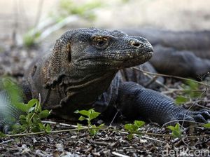 Bukan Semua Area Taman Nasional, Hanya Pulau Komodo yang Akan Ditutup