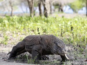 Kemenkeu Punya Ide Sewakan Komodo, Bagaimana Syaratnya?