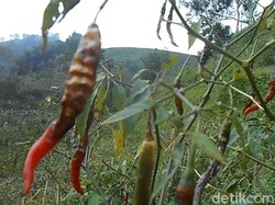 Cuaca Buruk, Tanaman Cabai di Banjarnegara Membusuk