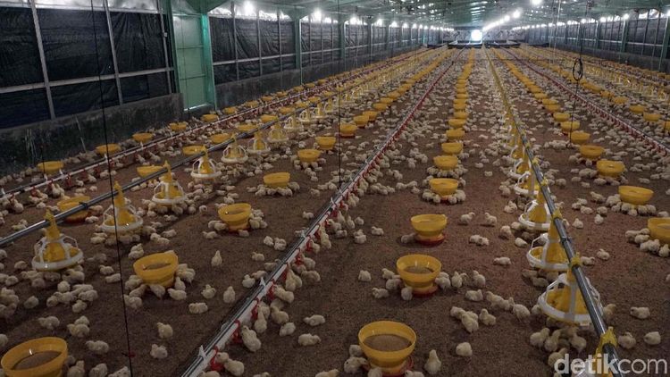 Anomali Harga Ayam: Selisih Mencolok dari Kandang ke Pasar