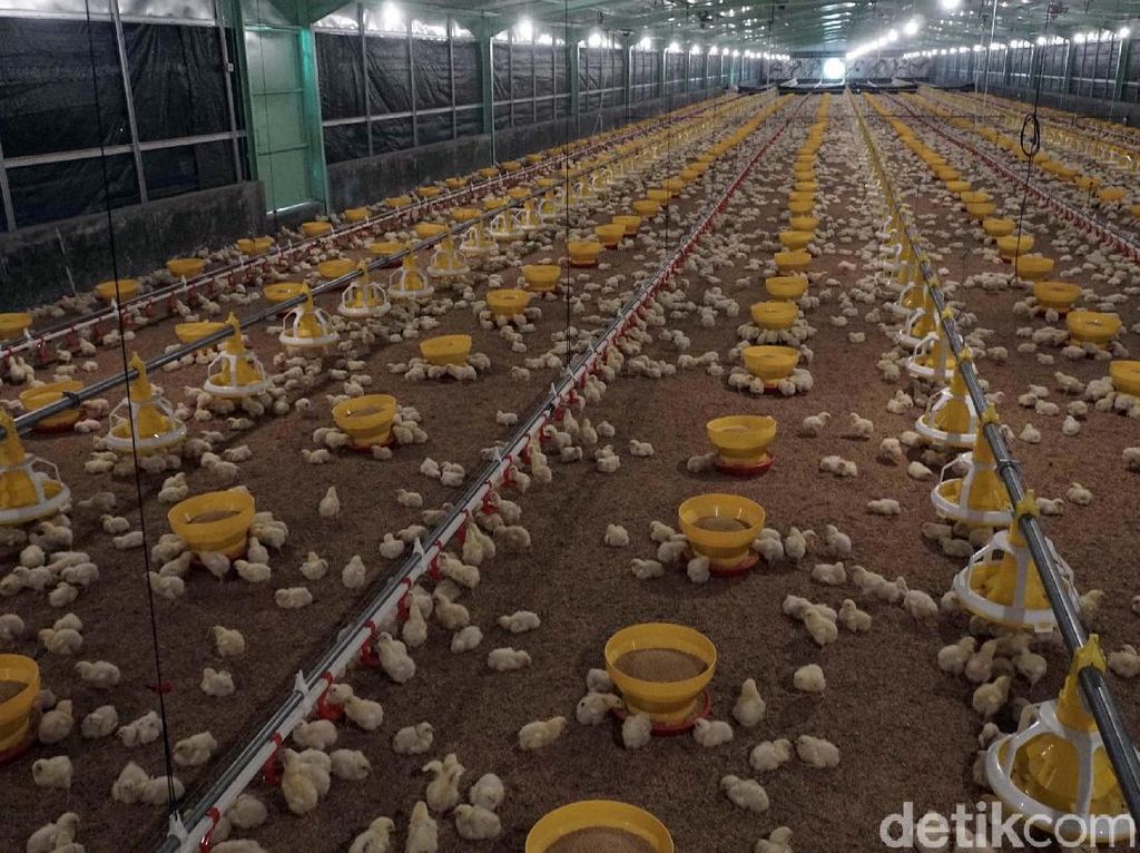 10 Juta Telur Siap Tetas akan Dimusnahkan Demi Dongkrak Harga Ayam 10 Juta Telur Siap Tetas akan Dimusnahkan Demi Dongkrak Harga Ayam