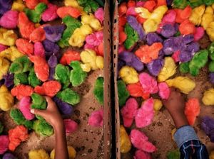 Warna warni ayamku