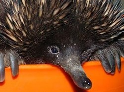 Ini Echidna, Dinyatakan Hilang 62 Tahun Ternyata Masih Ada di Papua