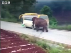 Aksi Serangan Gajah di Jalanan, Seruduk Bus hingga Truk