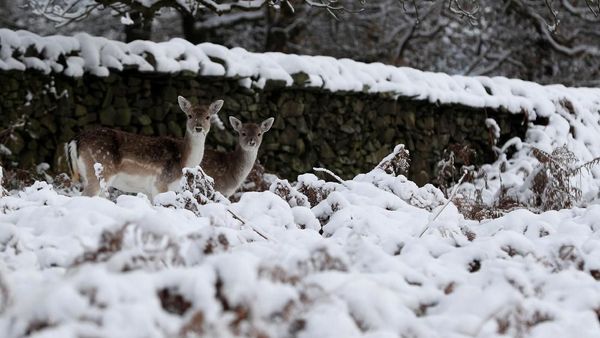 Brrr.. Begini Penampakan Taman Tertutup Salju di Inggris