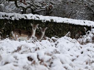 Brrr.. Begini Penampakan Taman Tertutup Salju di Inggris