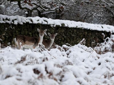 Brrr.. Begini Penampakan Taman Tertutup Salju di Inggris