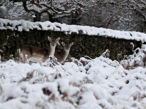 Brrr.. Begini Penampakan Taman Tertutup Salju di Inggris