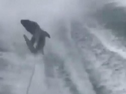 Kejam! 3 Pria Ini Seret Hiu dengan Speedboat Hingga Terombang-ambing