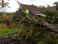 Hujan Es, Puluhan Pohon Bertumbangan di Bondowoso