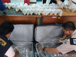 Penyelundupan 21 Ribu Bayi Lobster di Bandara Cengkareng Digagalkan