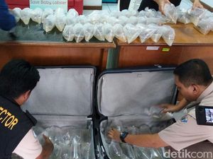 Penyelundupan 21 Ribu Bayi Lobster di Bandara Cengkareng Digagalkan Penyelundupan 21 Ribu Bayi Lobster di Bandara Cengkareng Digagalkan