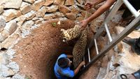 Foto: Kasihan, Macan Tutul Ini Terjebak di Sumur Kering