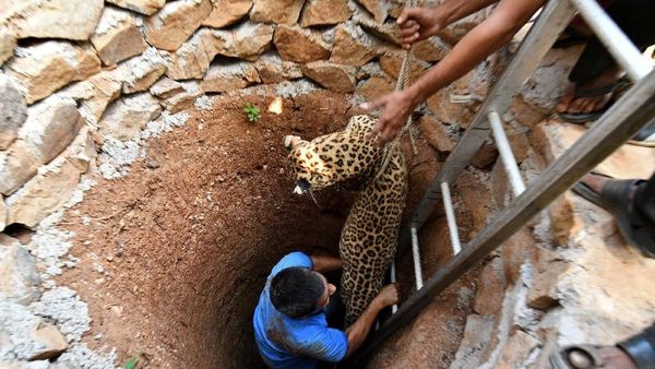 Foto: Kasihan, Macan Tutul Ini Terjebak di Sumur Kering