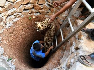 Foto: Kasihan, Macan Tutul Ini Terjebak di Sumur Kering