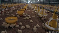 Peternak Broiler Terjepit: Modalnya Rp 23 Ribu, Dijual Rp 21 Ribu