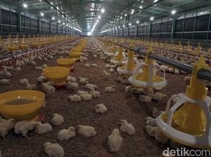 Guru Besar IPB Ungkap Pentingnya Modernisasi Industri Perunggasan RI Guru Besar IPB Ungkap Pentingnya Modernisasi Industri Perunggasan RI