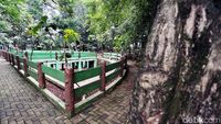 Nasib Hutan Kota Kampung Dukuh yang Tidak Terawat