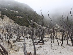 Eksotisme Hutan Mati di Garut