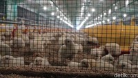 Peternak Meringis Harga Ayam di Kandang Masih Semurah Ini