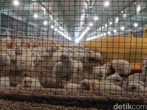 Emiten Ternak CPIN Rogoh Belanja Modal Rp 2,5 T, 50% buat Rumah Potong Emiten Ternak CPIN Rogoh Belanja Modal Rp 2,5 T, 50% buat Rumah Potong