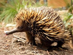 Mengenal Ekidna, Mamalia Berduri yang Mirip Landak